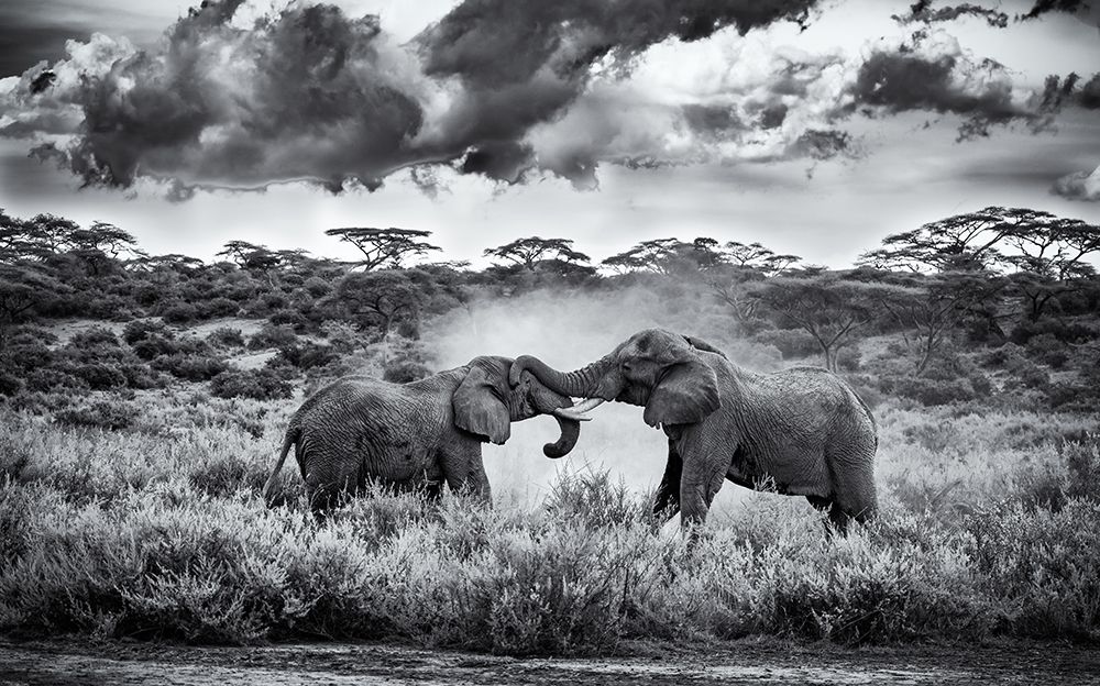 Battle of the Giants art print by Rajat Dhesi for $57.95 CAD