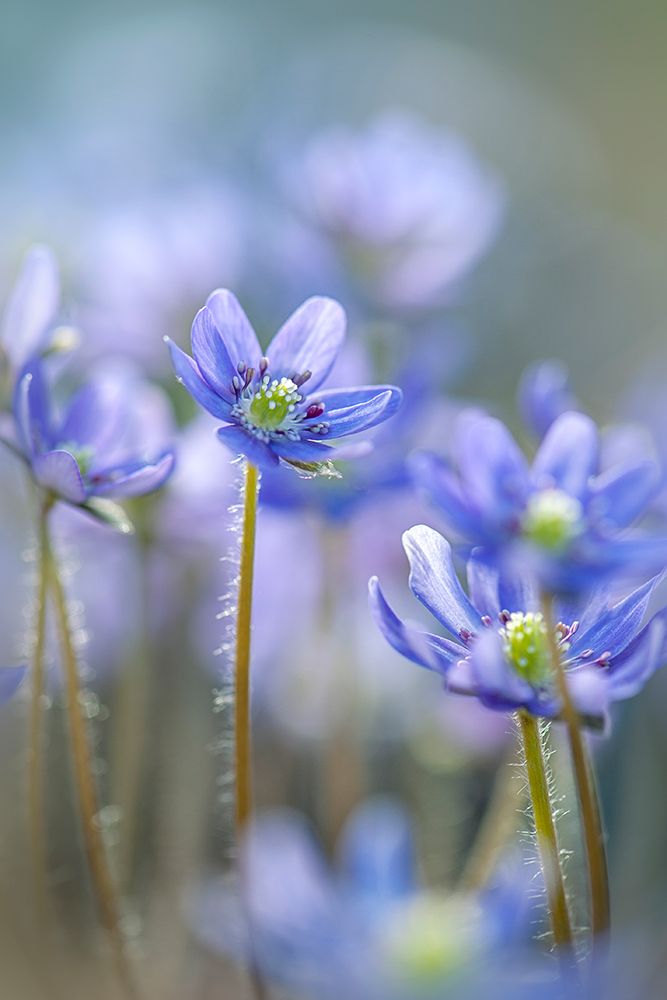 Hepatica art print by Jacky Parker for $57.95 CAD