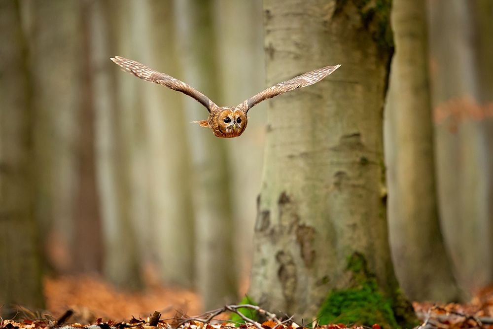 Tawny Owl art print by Milan Zygmunt for $57.95 CAD