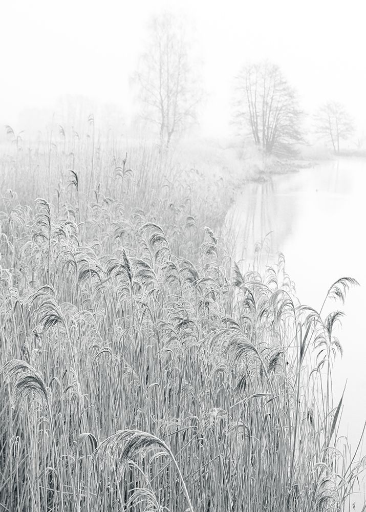 Reed area snow art print by Irena Jasionek for $57.95 CAD
