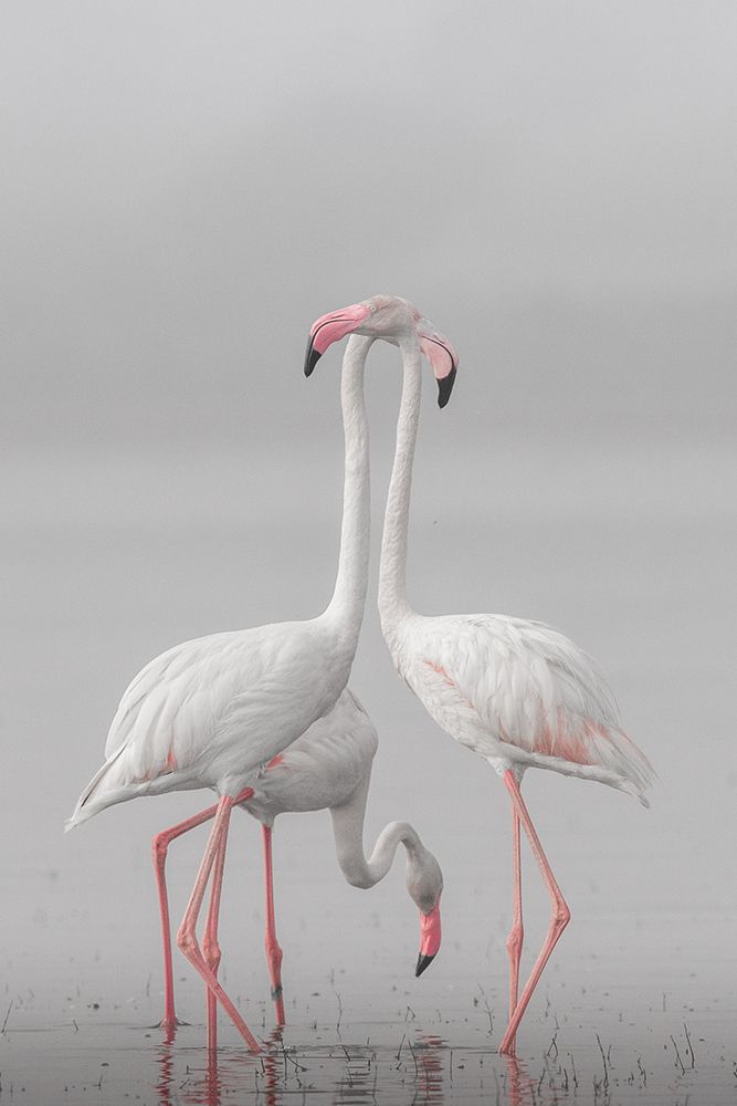 GREATER FLAMINGO art print by Rahul Wedpathak for $57.95 CAD