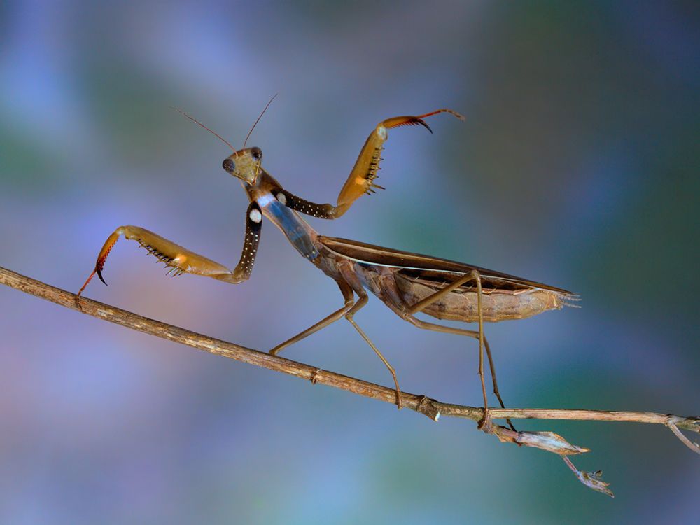 Mantis Religiosa art print by Jimmy Hoffman for $57.95 CAD