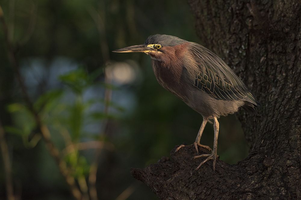 Green heron bird art print by Patrick Dessureault for $57.95 CAD