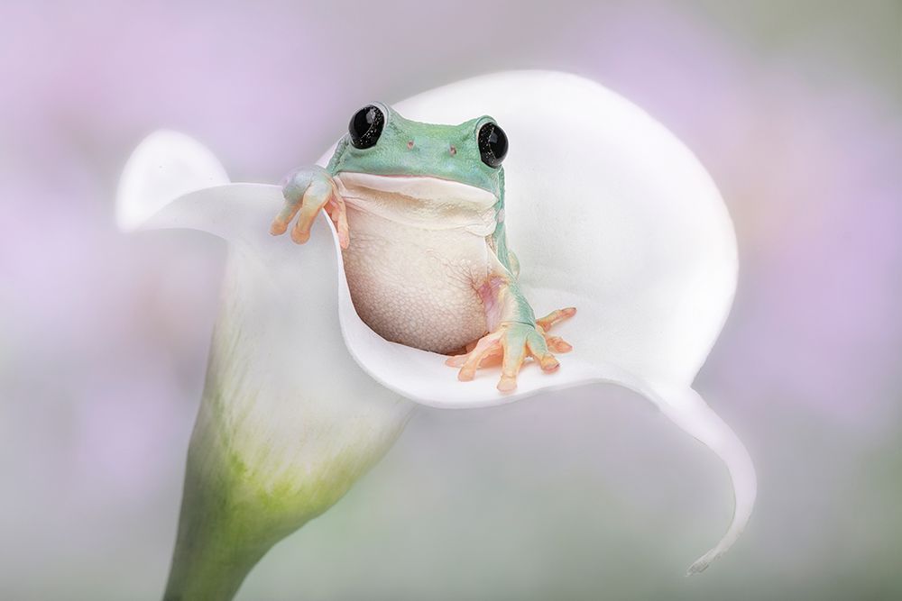 Whites Tree Frog on a White Lily art print by Linda D. Lester for $57.95 CAD