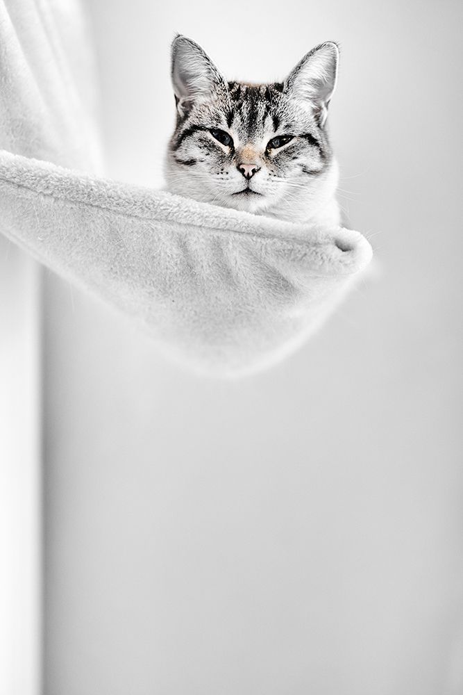 Elevated Cat art print by Pascal Danek for $57.95 CAD
