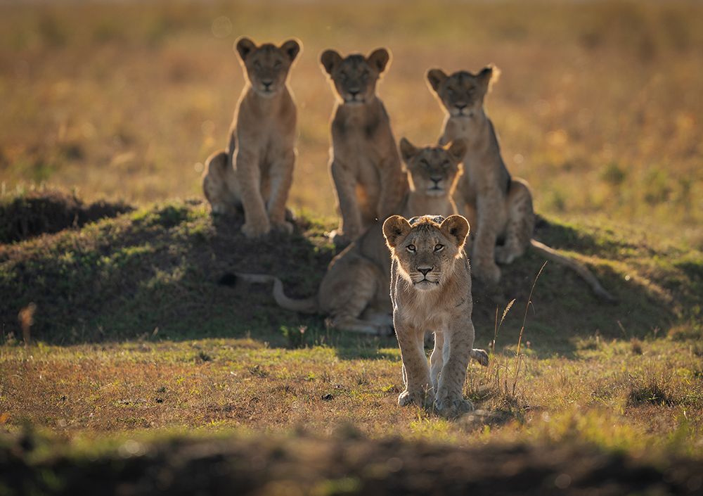 Lonely Cubs art print by Mohammad Mirza for $57.95 CAD