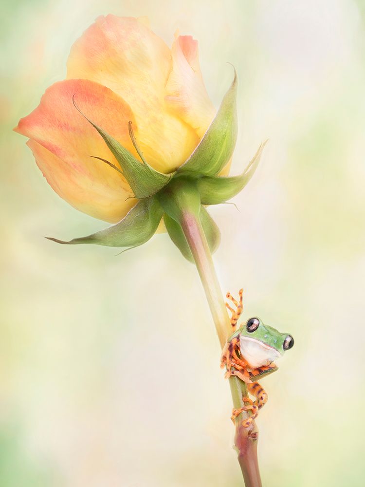 Tiger Leg Monkey Tree Frog art print by Linda D. Lester for $57.95 CAD