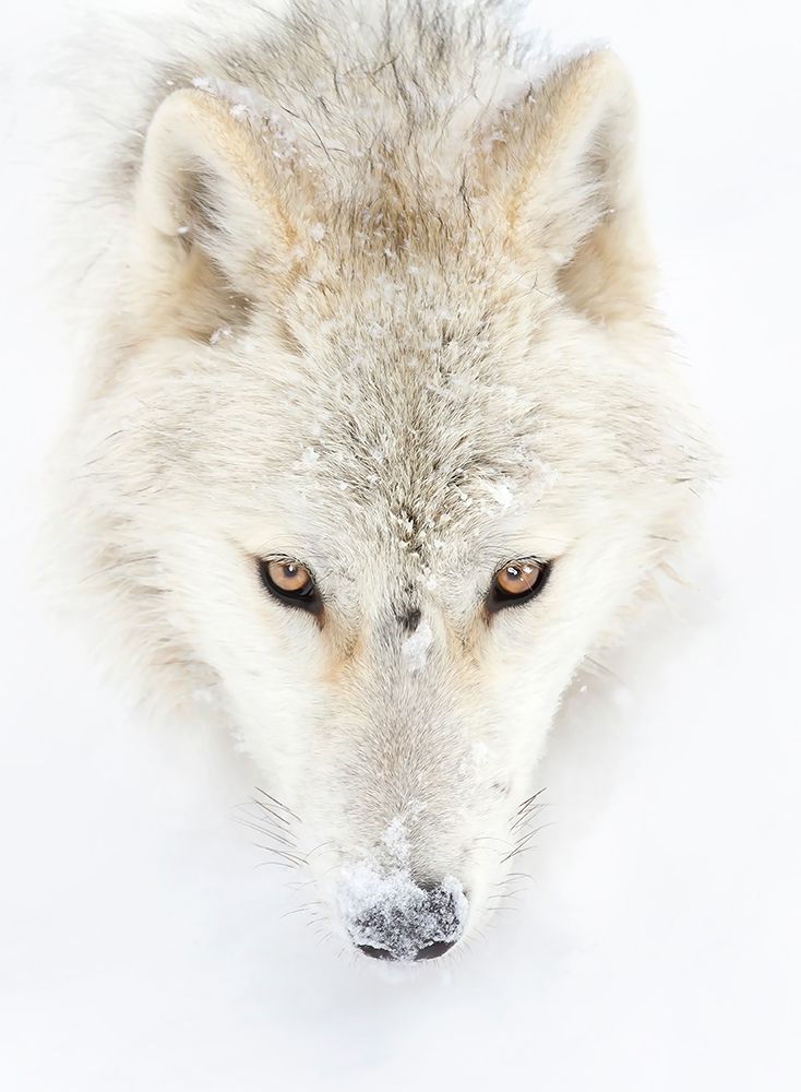 Arctic Wolf Closeup art print by Jim Cumming for $57.95 CAD