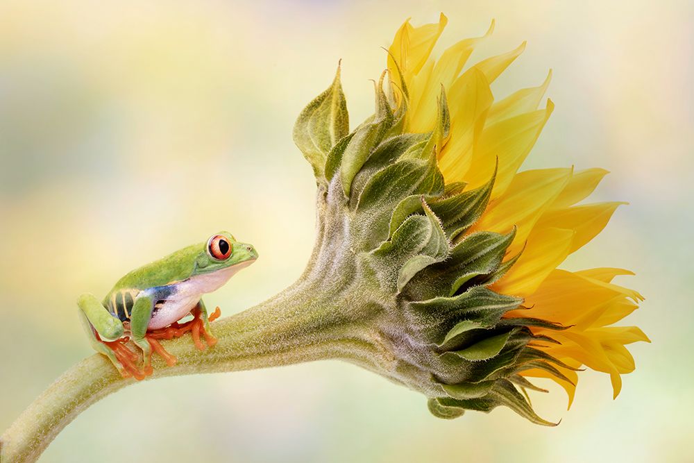 Red Eyed Tree Frog On A Sunflower art print by Linda D Lester for $57.95 CAD