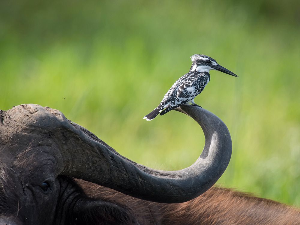 The Pied Kingfisher art print by Petr Simon for $57.95 CAD