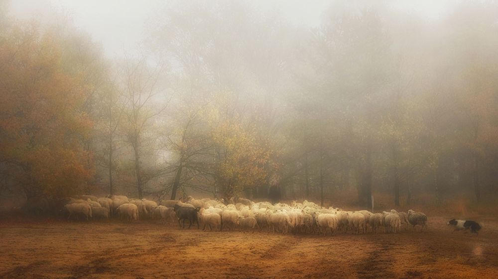 Foggy Memory From The Past art print by Saskia Dingemans for $57.95 CAD