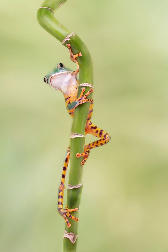 Tiger Leg Monkey Tree Frog with Those Long Legs art print by Linda D. Lester for $57.95 CAD