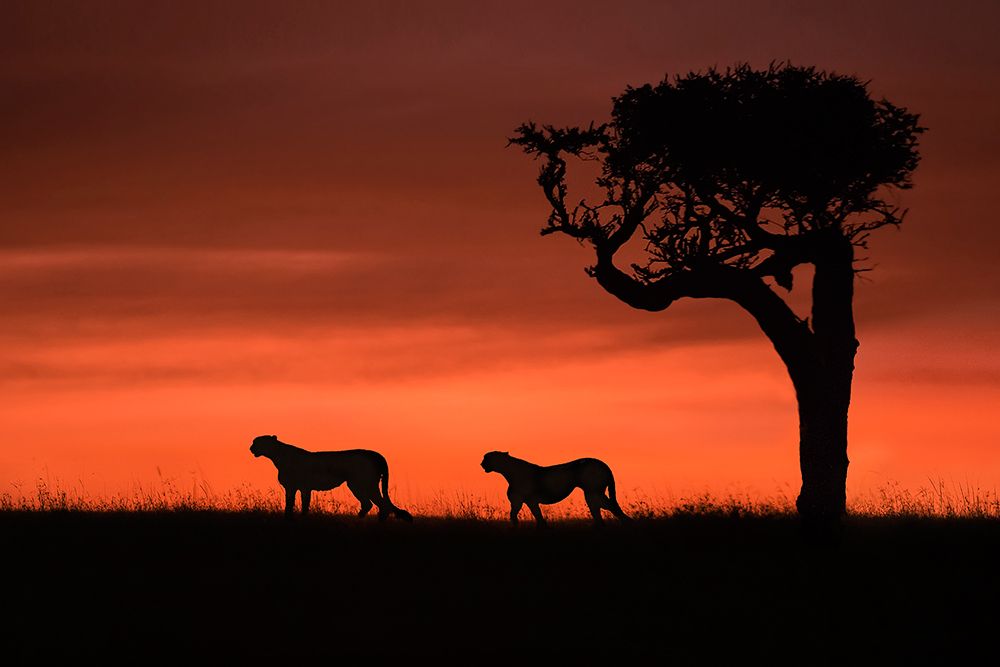 Cheetahs at dusk art print by Xavier Ortega for $57.95 CAD