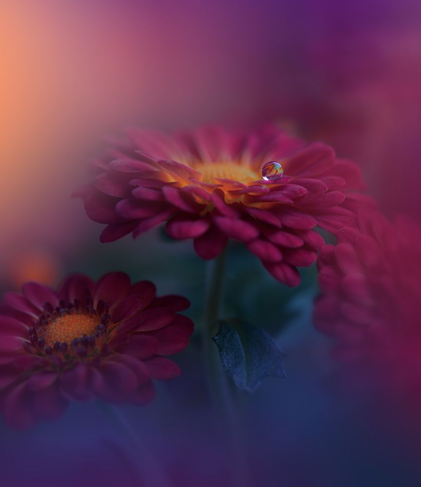 q*q art print by Juliana Nan for $57.95 CAD