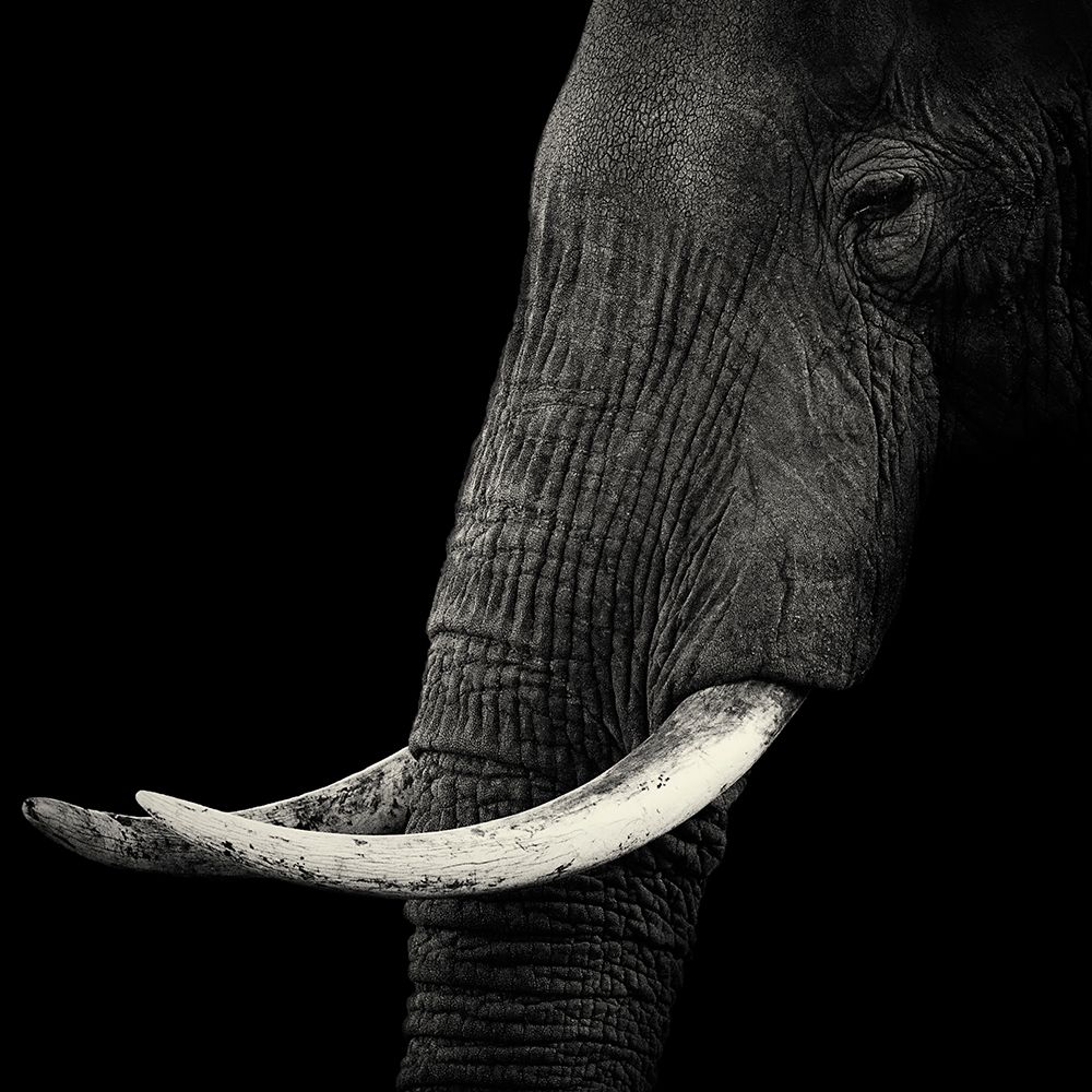 Elephant Profile art print by Hannes Bertsch for $57.95 CAD