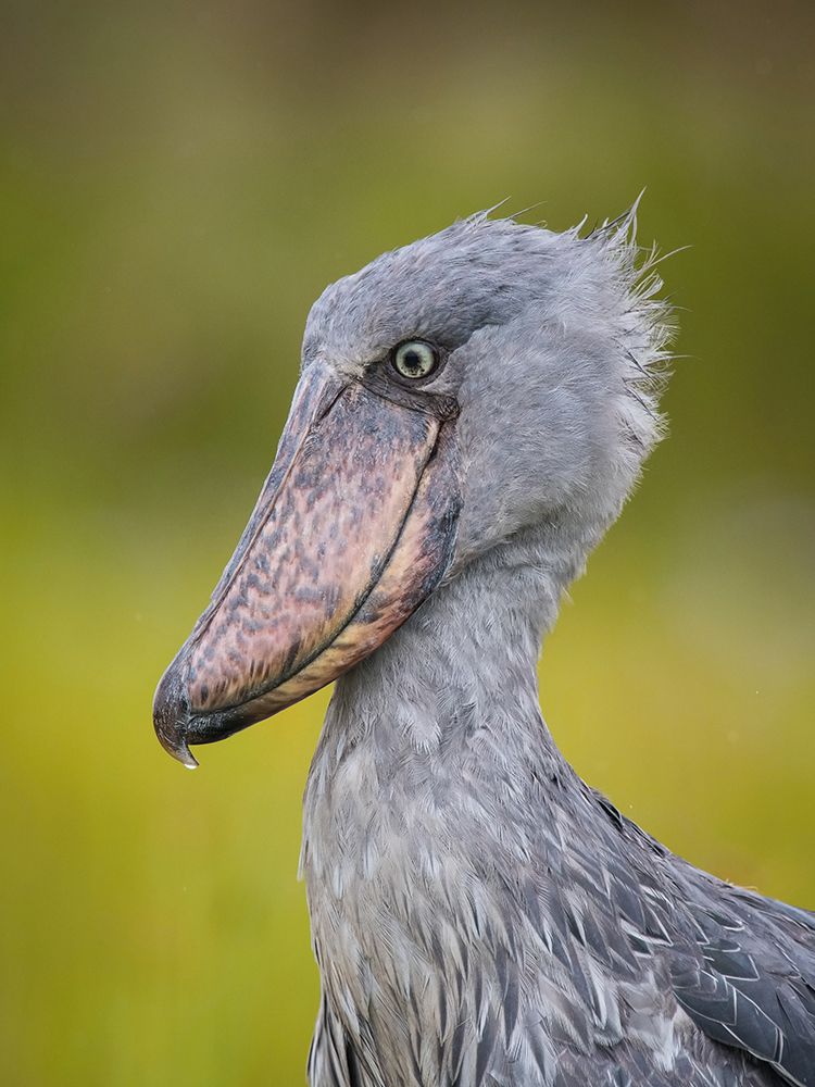 The Shoebill art print by Petr Simon for $57.95 CAD