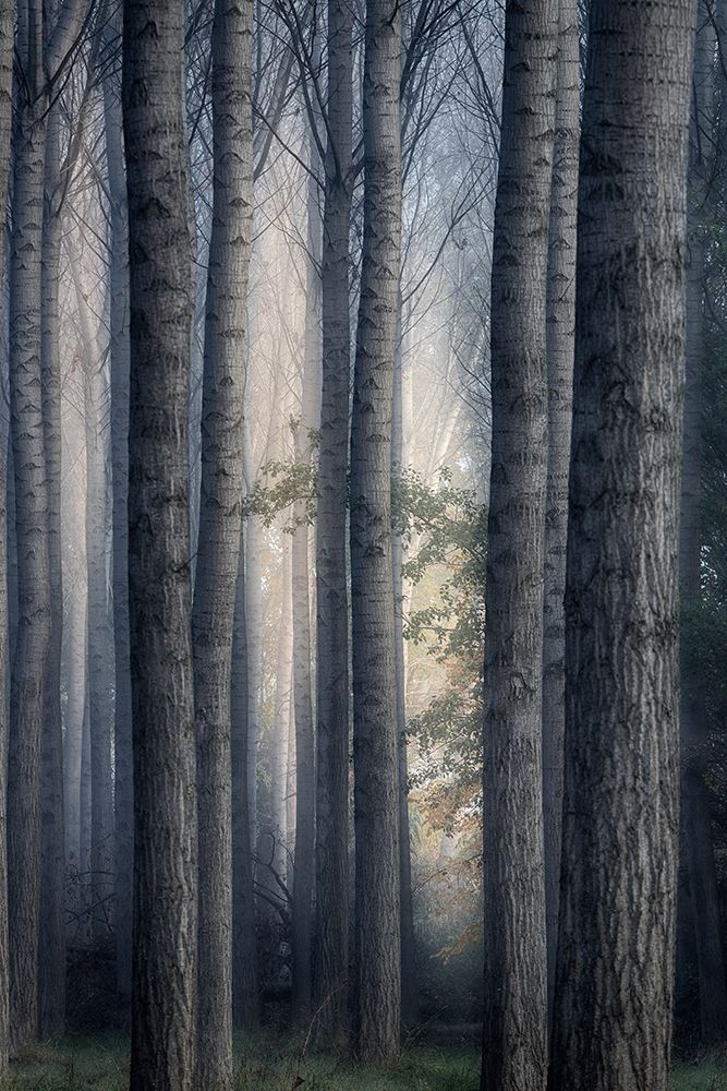 A moment of light art print by Tony Goran for $57.95 CAD