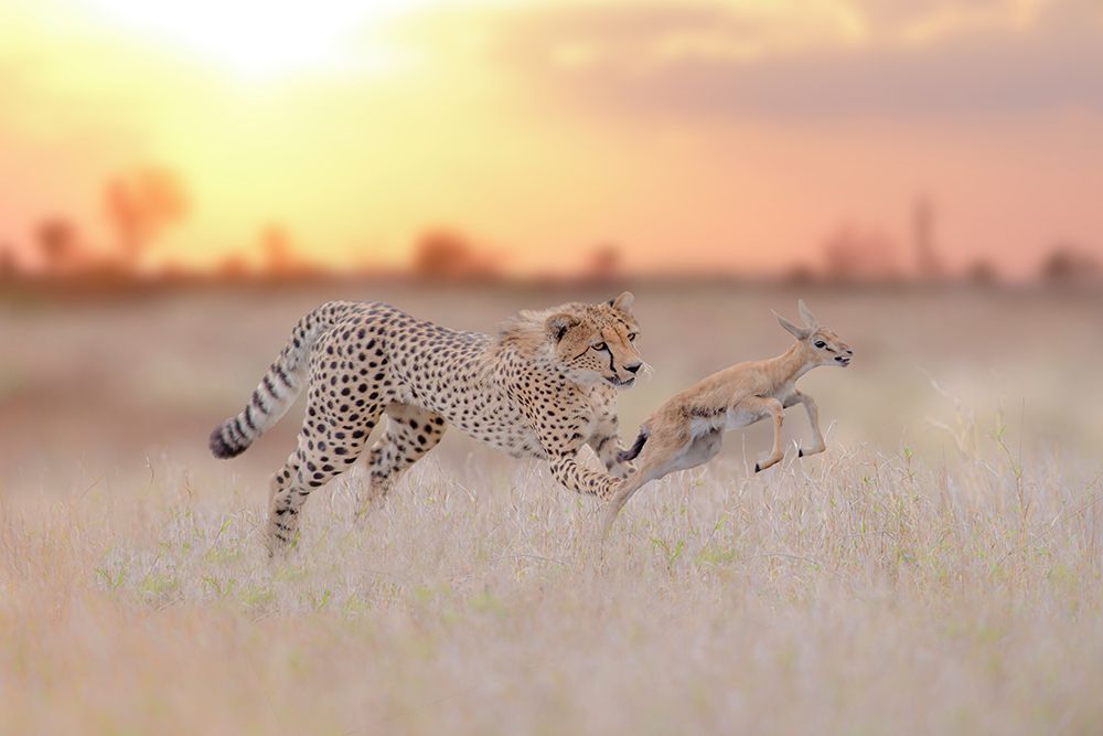 Cheetah Hunting A Gazelle art print by Ozkan Ozmen for $57.95 CAD