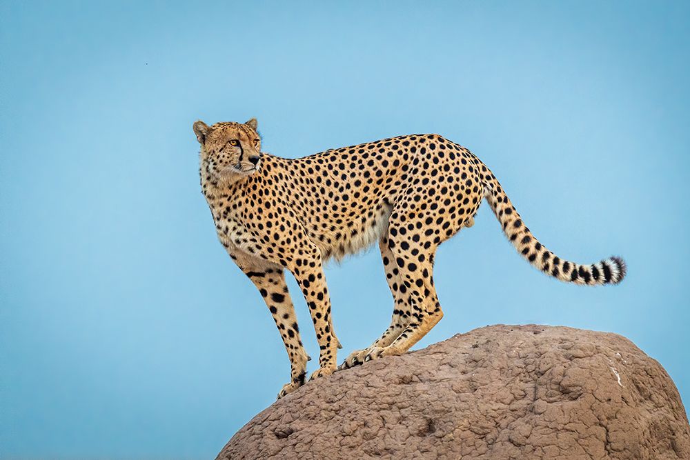 Cheetah in the blue hour art print by Jeffrey C. Sink for $57.95 CAD