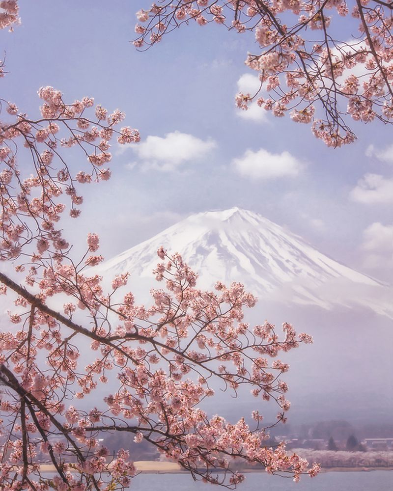 Mt.Fuji In The Cherry Blossoms art print by Makiko Samejima for $57.95 CAD