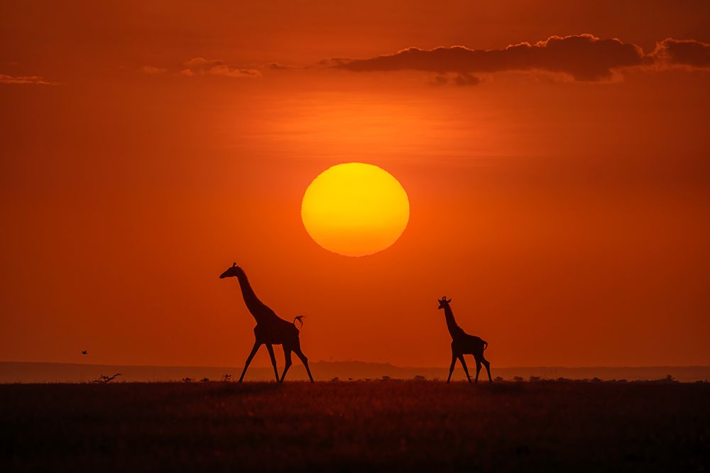 Giraffes In The Sunset art print by Hua Zhu for $57.95 CAD