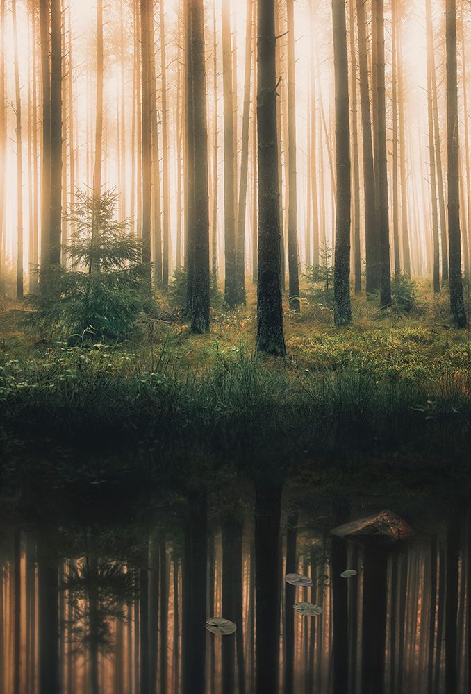 Reflection In The Foggy Forest art print by Christian Lindsten for $57.95 CAD