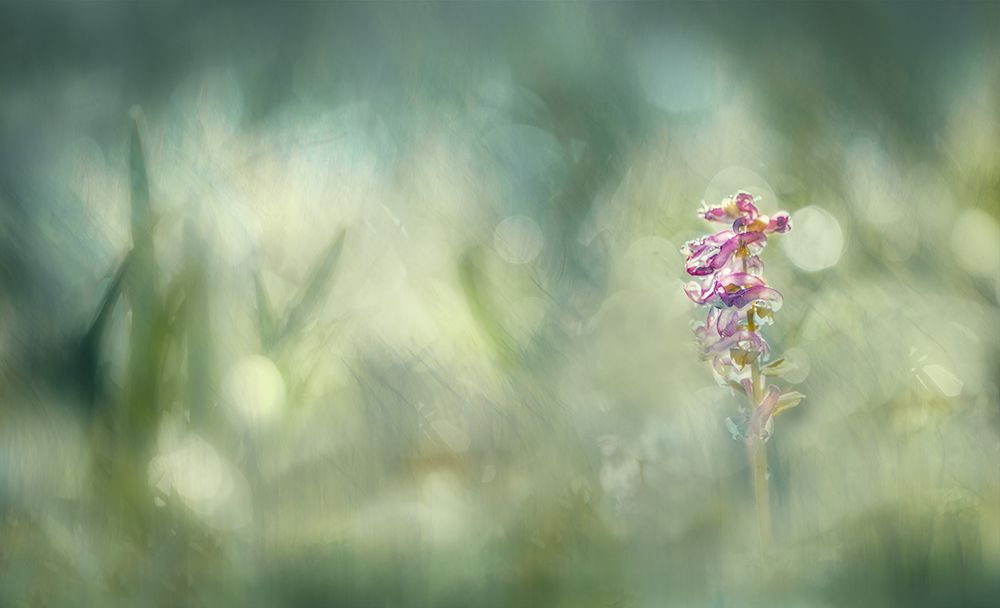 Morninglight art print by Nel Talen for $57.95 CAD