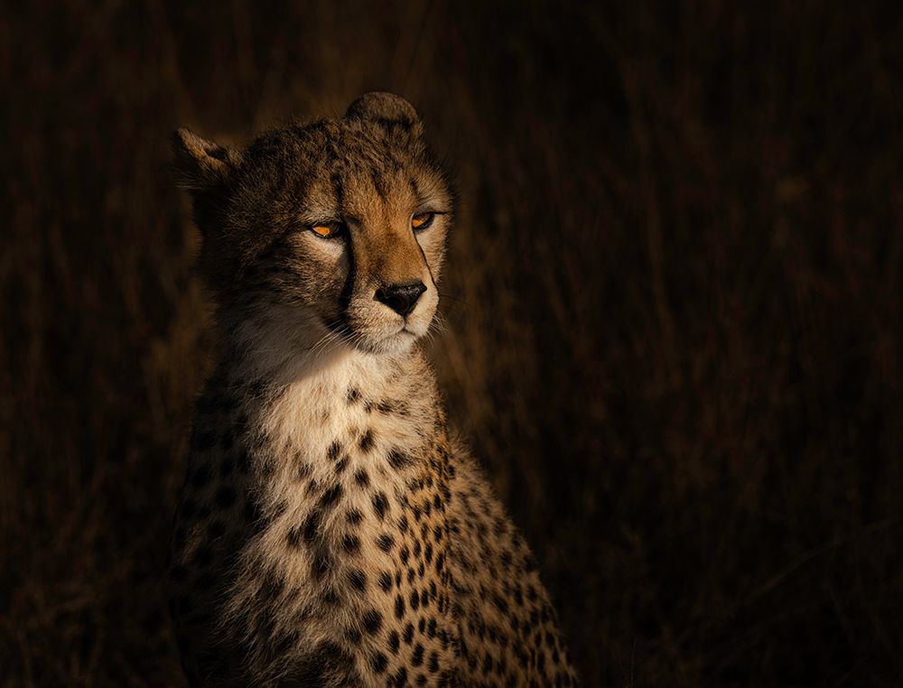 The portrait of a cheetah art print by Bing Li for $57.95 CAD