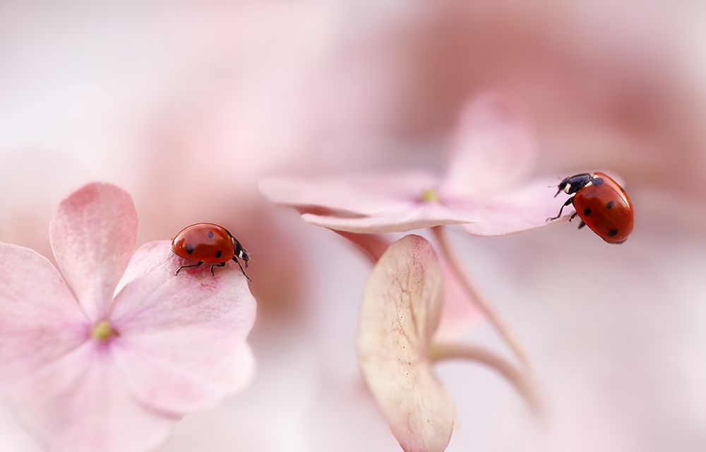 Ladybirds with pink hydrangea art print by Ellen van Deelen for $57.95 CAD