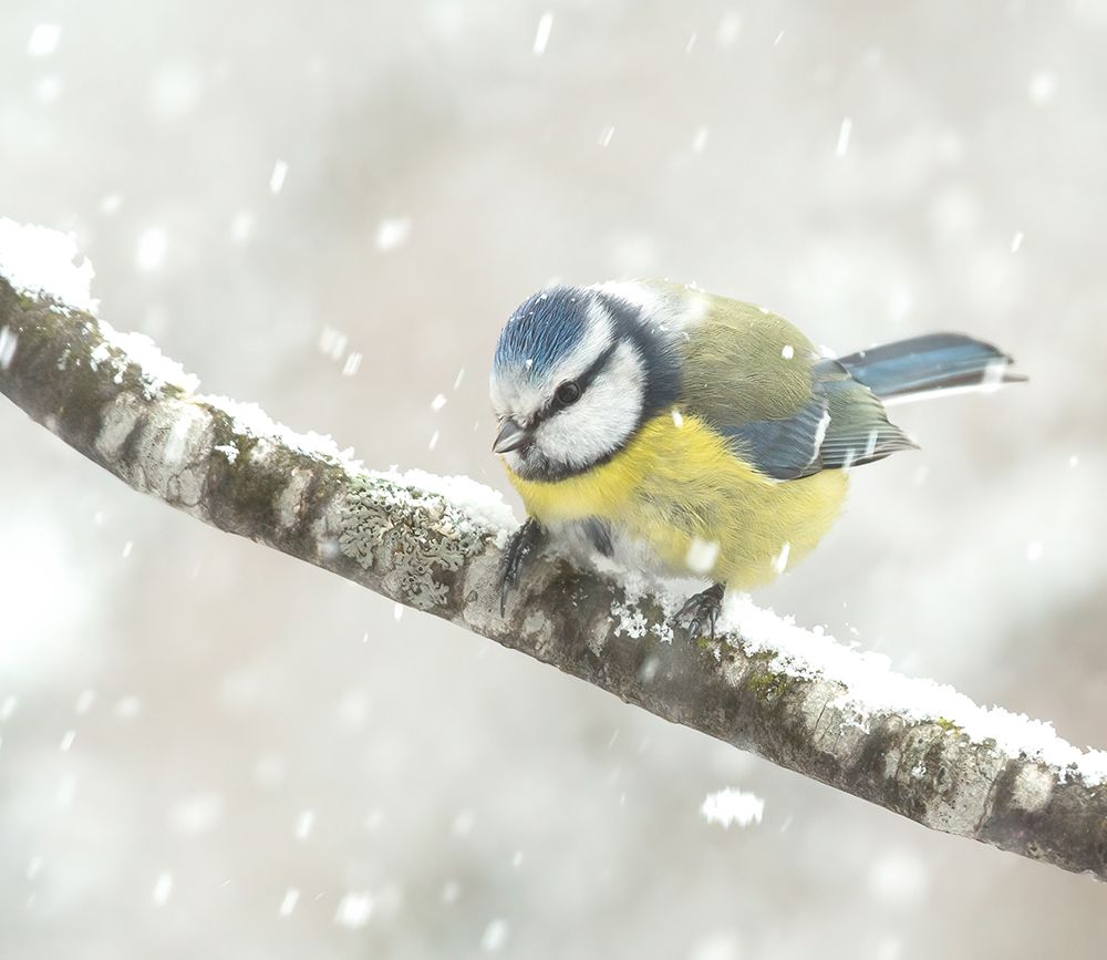 blue tit in a snowstorm art print by Annie Keizer for $57.95 CAD