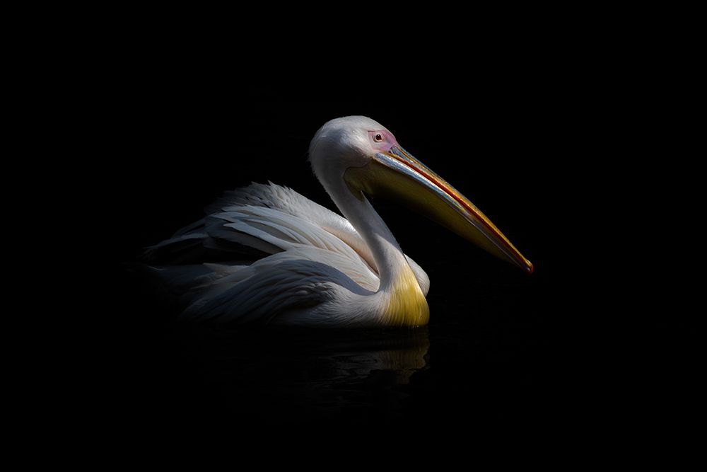 Pelican in the dark ... art print by Natalia Rublina for $57.95 CAD