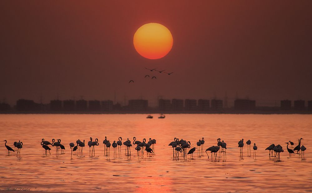 Remarkable sunset art print by Ahmed Thabet for $57.95 CAD