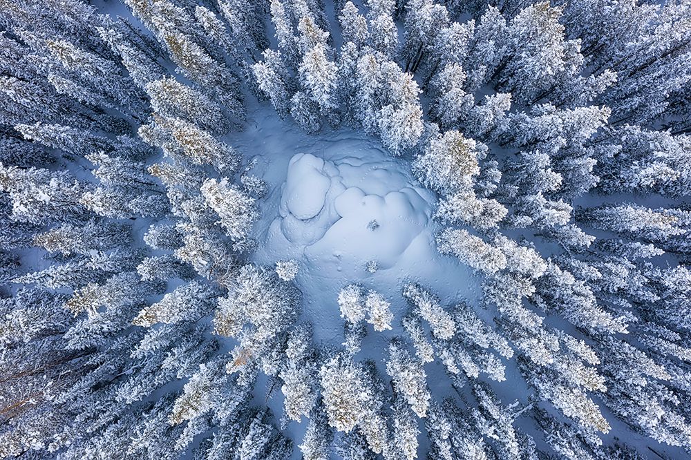Forest in Winter art print by Mei Xu for $57.95 CAD