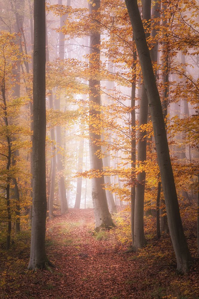 Autumn Woodland in Fog art print by Tobias Luxberg for $57.95 CAD