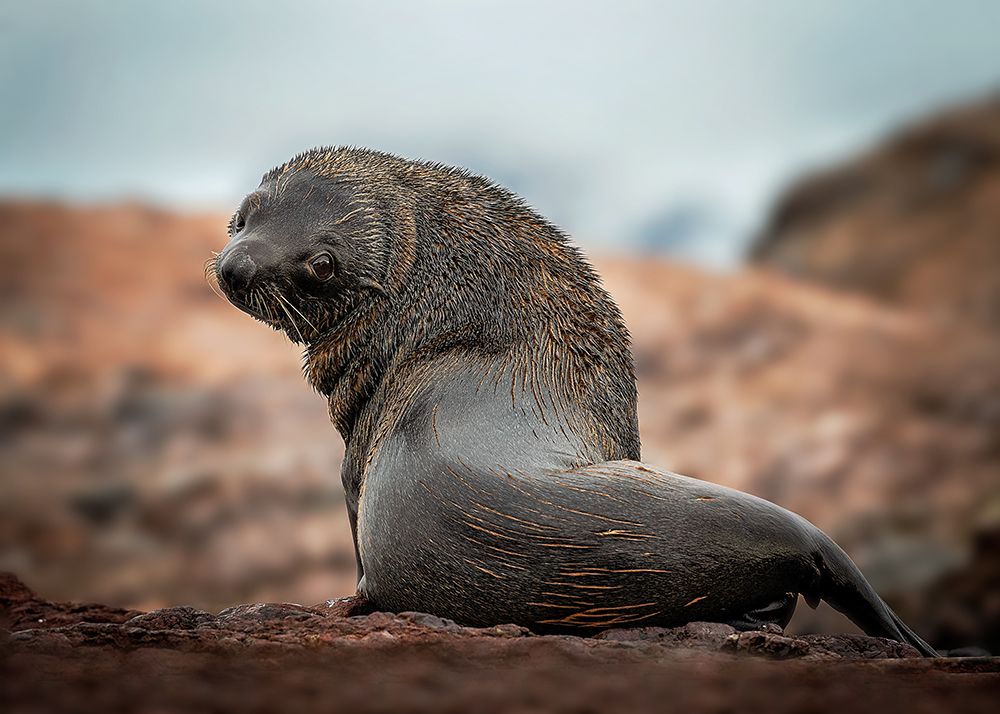 A lonely seal art print by Annie Poreider for $57.95 CAD