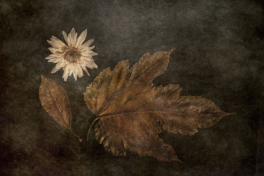 The Trio art print by Cicek Kiral for $57.95 CAD