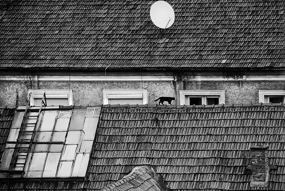 roof cat art print by Nicoleta Gabor for $57.95 CAD