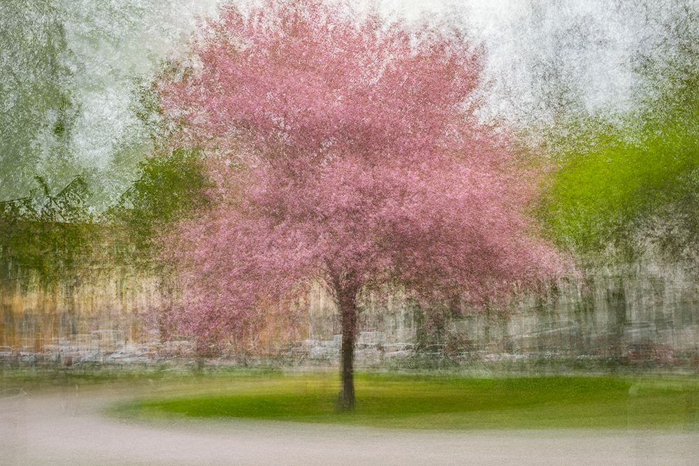 Japanese Cherry Tree in Eskils Park art print by Arne Ostlund for $57.95 CAD