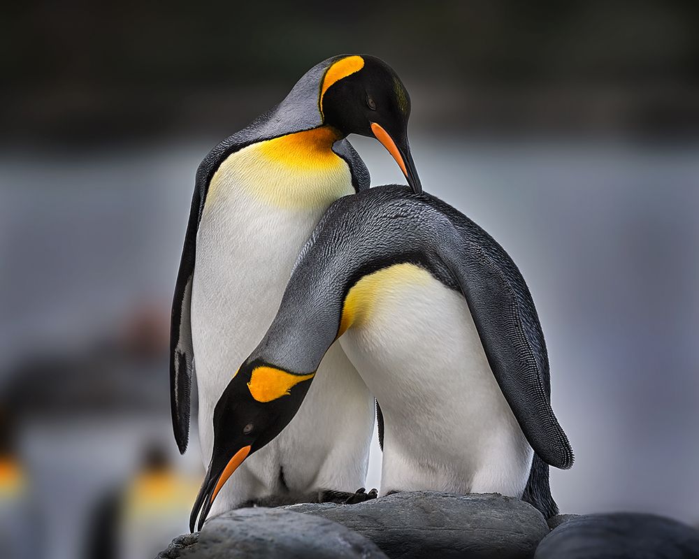 Love story of King Penguins art print by Annie Poreider for $57.95 CAD