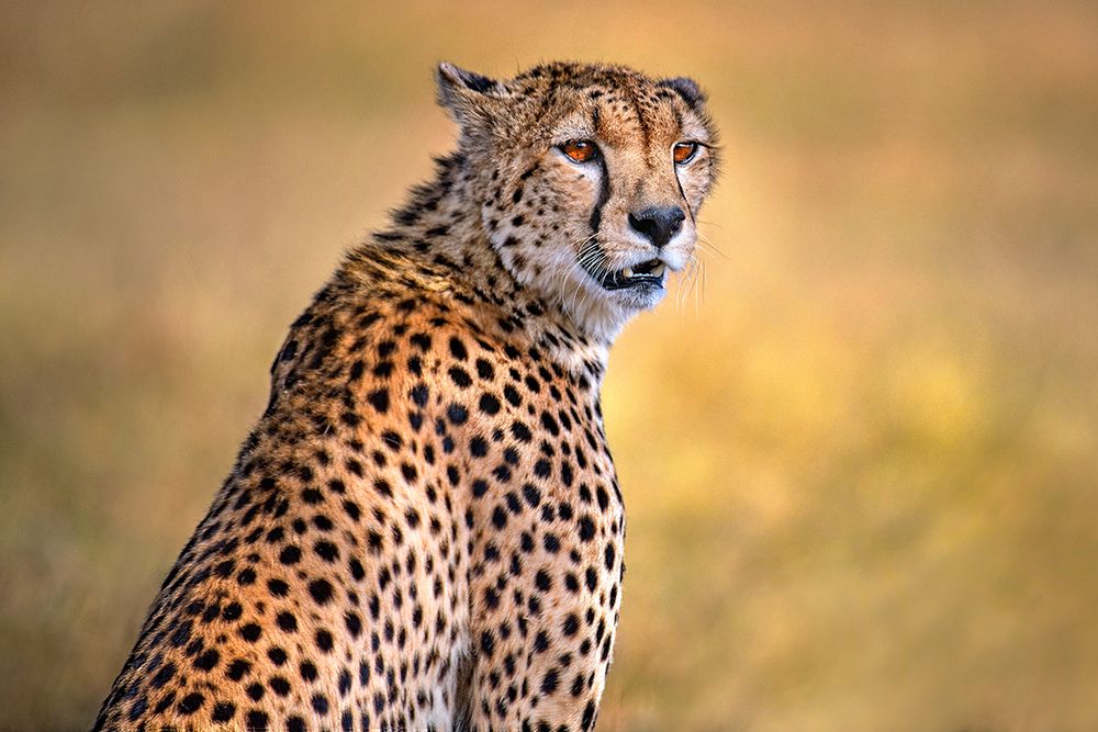 Cheetah portrait art print by Xavier Ortega for $57.95 CAD