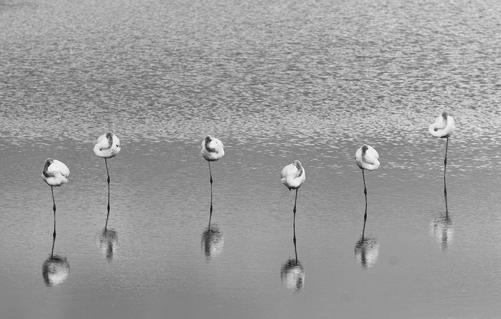 Sleeping flamingos art print by Keren Or for $57.95 CAD