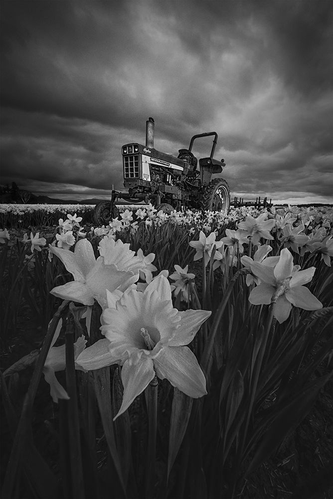 Tractor In Daffodils art print by Lydia Jacobs for $57.95 CAD