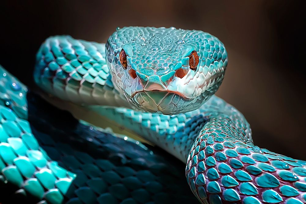 Sharp Look of Blue Insularis Viper Snake art print by Fauzan Maududdin for $57.95 CAD