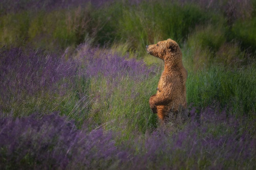 Look Out art print by Richard Liu for $57.95 CAD