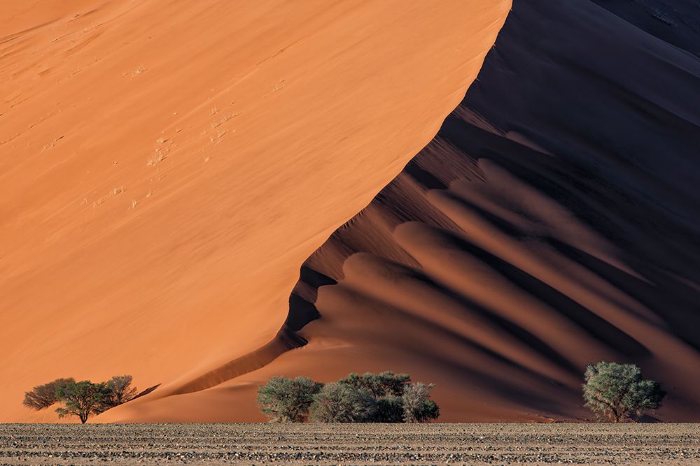 Life in the desert art print by Luigi Ruoppolo for $57.95 CAD