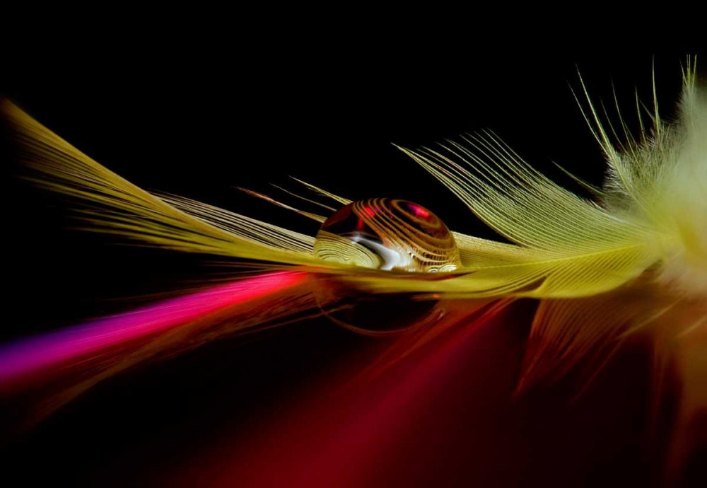 Colors In The Drop art print by Aida Ianeva for $57.95 CAD