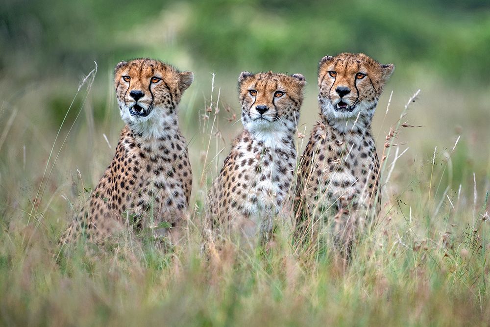 Cheetah Cubs art print by Xavier Ortega for $57.95 CAD