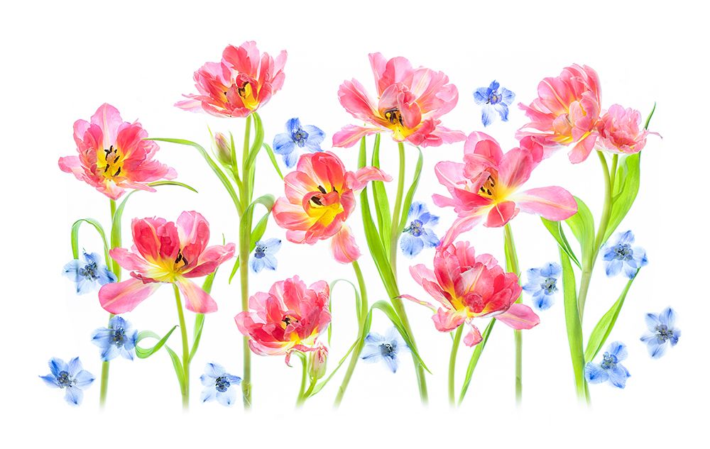 Spring Delight art print by Lydia Jacobs for $57.95 CAD