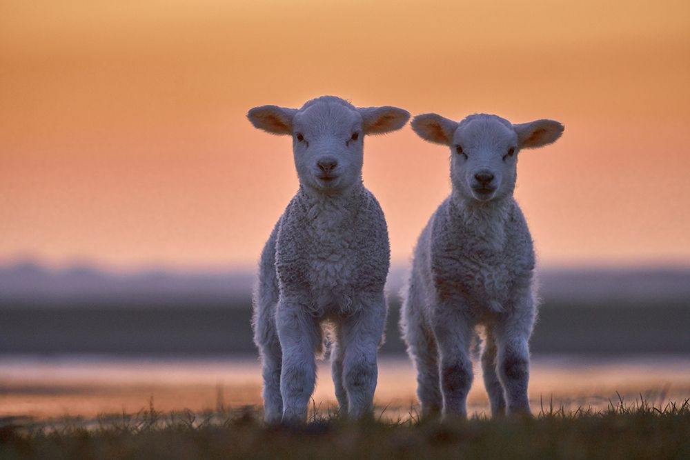 Lamb Twins art print by Bodo Balzer for $57.95 CAD