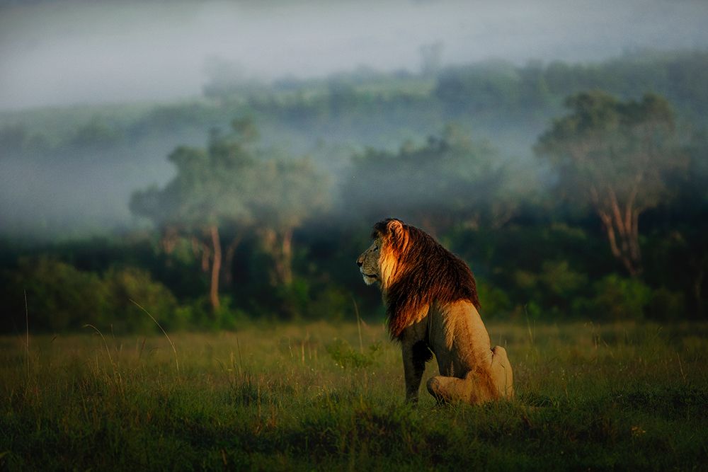 Old Lion art print by Roberto Marchegiani for $57.95 CAD